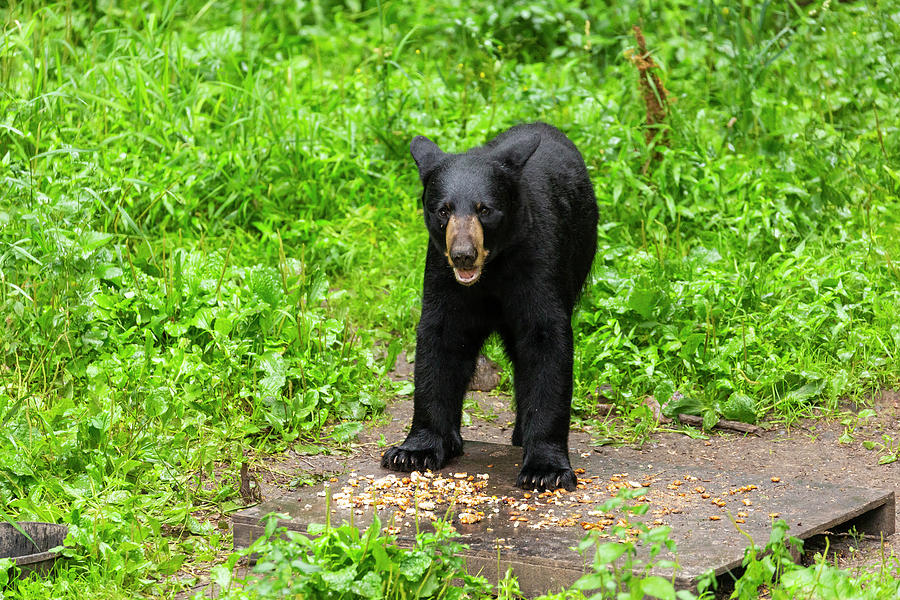 Wildlife Photograph - Black Bear 5 by John Brueske