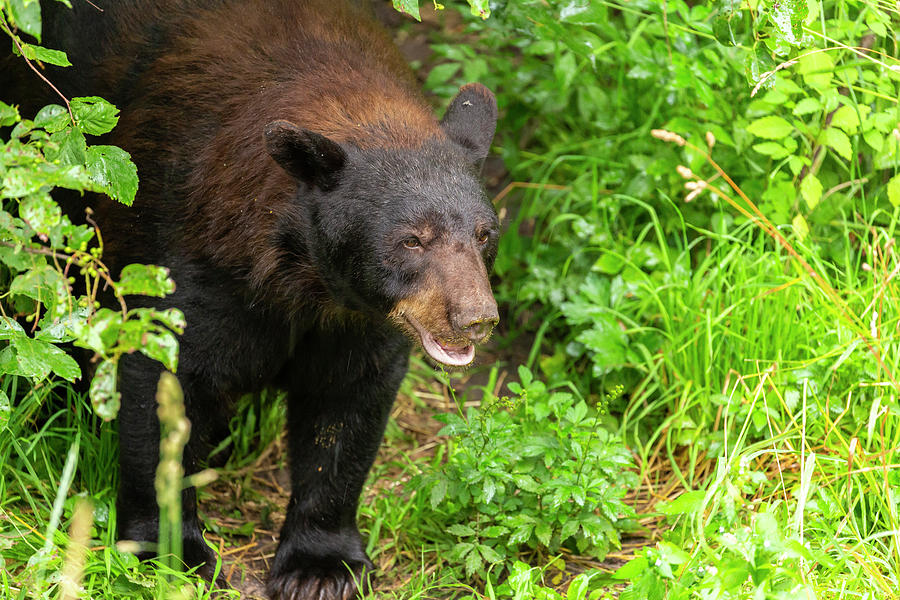 Wildlife Photograph - Black Bear 6 by John Brueske