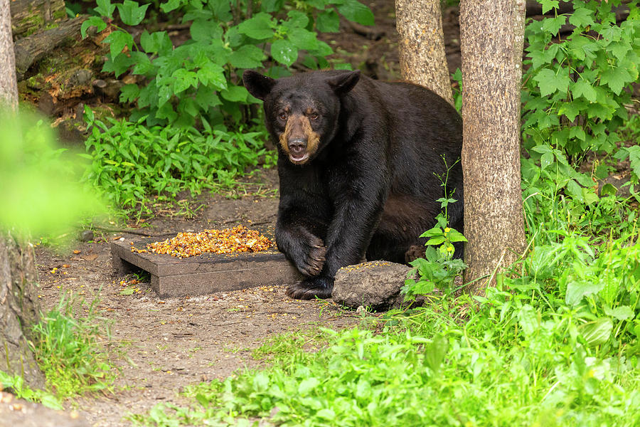 Wildlife Photograph - Black Bear 8 by John Brueske