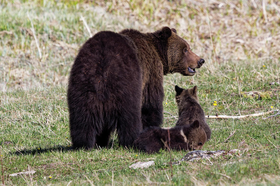 Black Bear and Cubs 1 Photograph by Rick Pisio