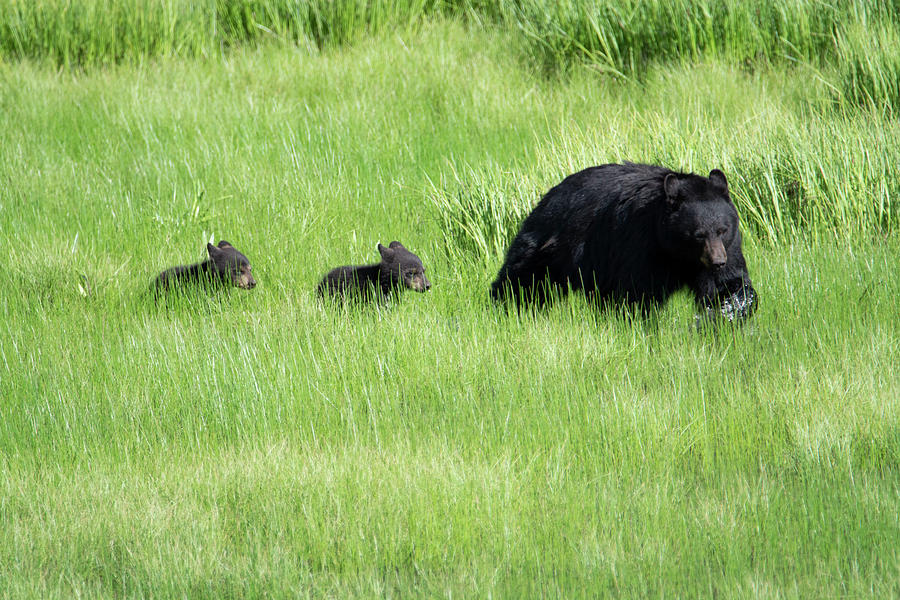 Black Bear and cubs Photograph by Patrick Nowotny