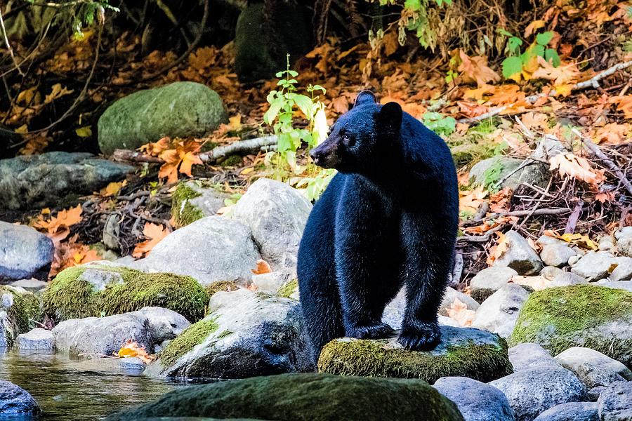 Black Bear at Dusk Photograph by Michelle Pennell