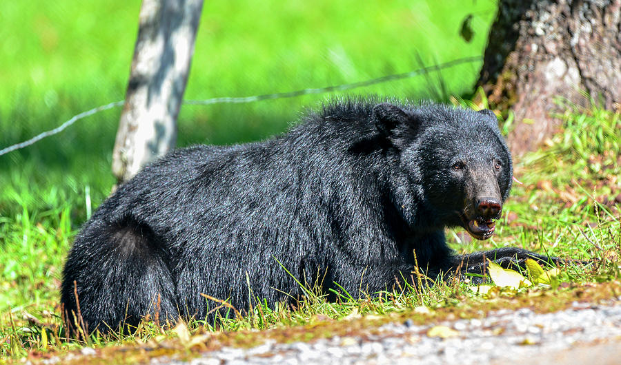 Black Bear Photograph by Bill Hosford