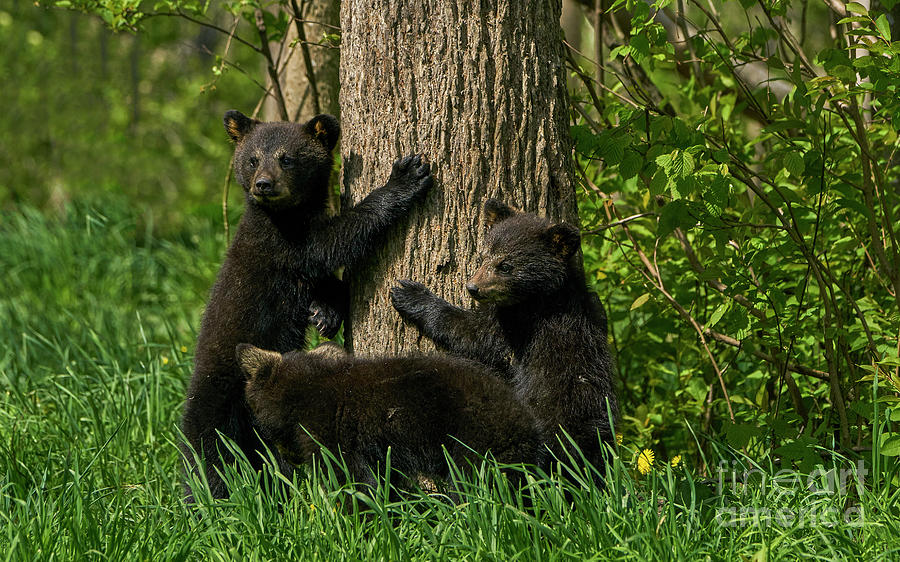 Black Bear Brood Photograph by Brian Kamprath