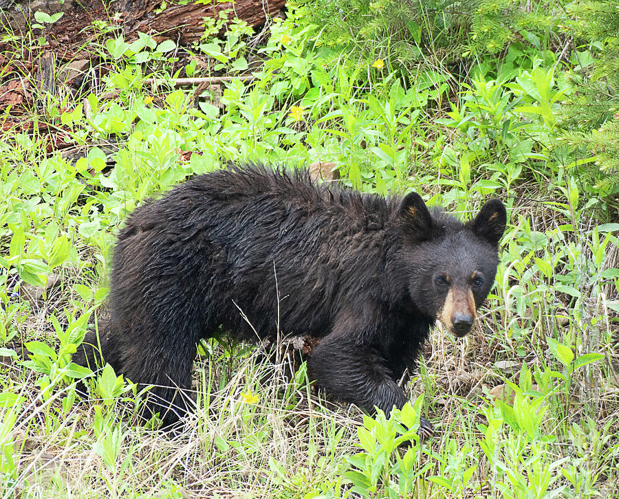Black Bear Browsing  Photograph by Dennis Hammer