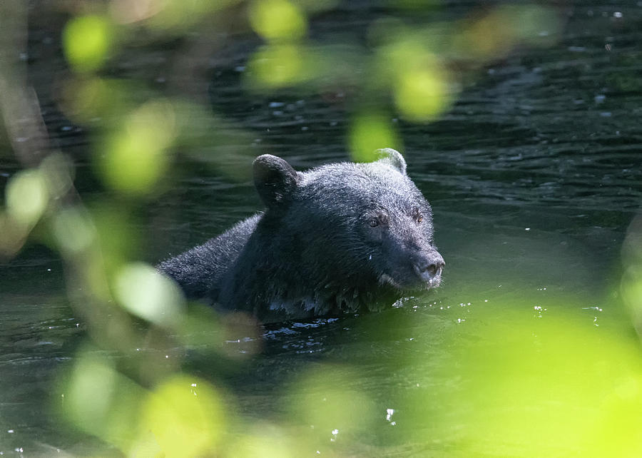 Black Bear Cooling Off Photograph by Randy Hall