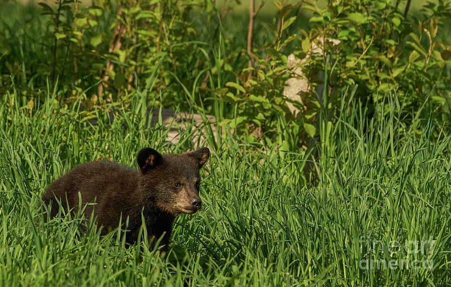 Black Bear Cub Photograph by Brian Kamprath