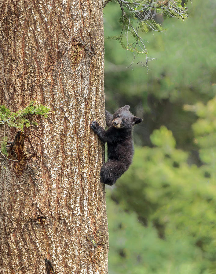 Black Bear Cub Climbing Ynp Photograph by Galloimages Online