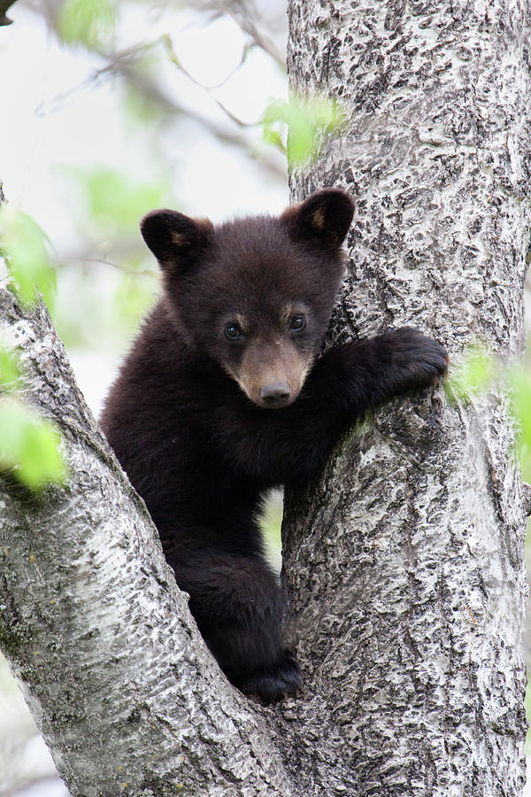 Black Bear Cub In Between Two Limbs Of Photograph by Rpbirdman