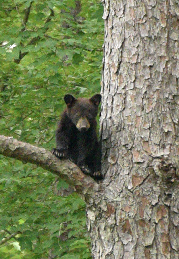 Black Bear Cub Photograph by Minnie Gallman