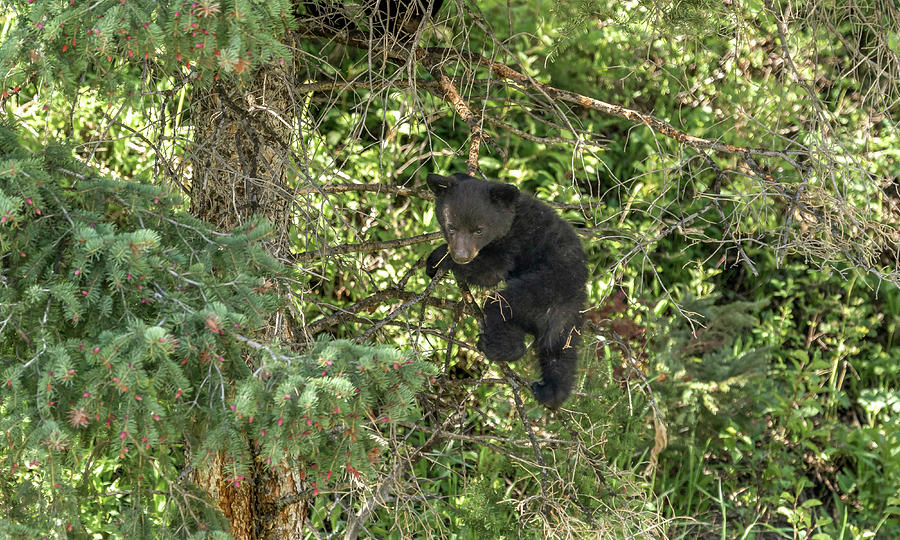 Black bear cub Photograph by Ronnie And Frances Howard