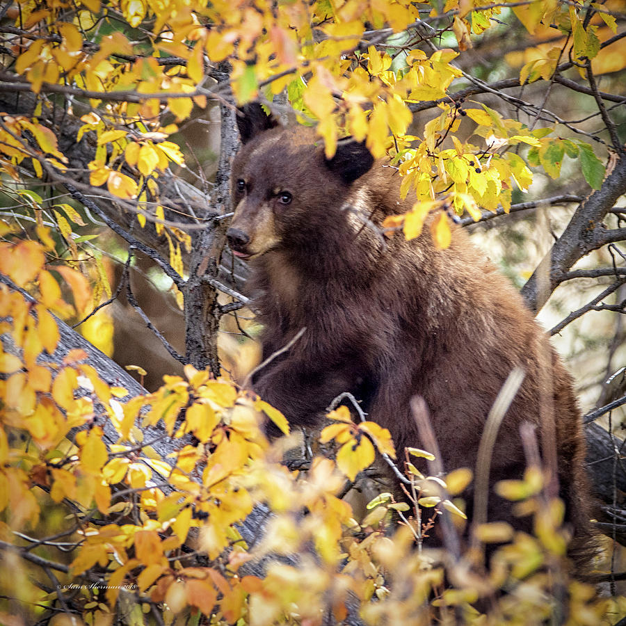 Black Bear Cub Photograph by Sam Sherman