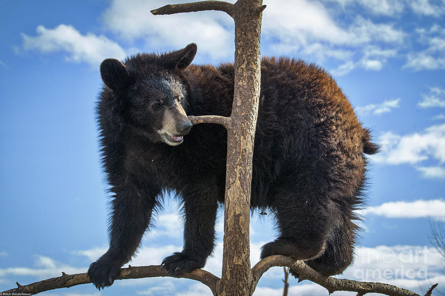 Black Bear Cub Up A Tree Photograph by Mitch Shindelbower