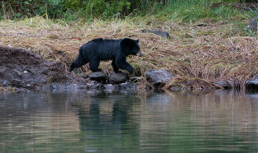 Black Bear Cub walking the shoreline Photograph by Patrick Nowotny