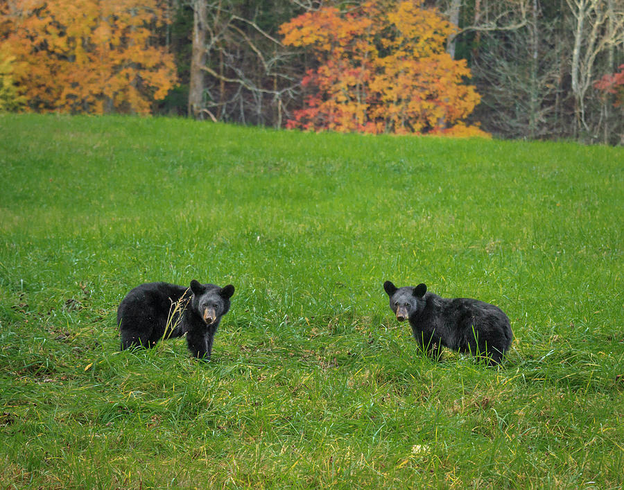 Black Bear Cubs Photograph - Black Bear Cubs by Galloimages Online
