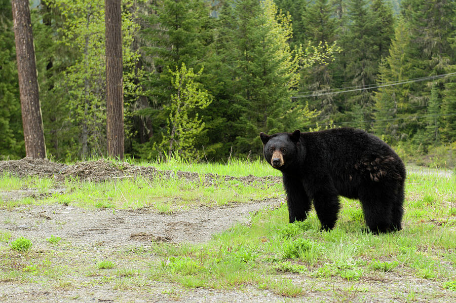 Black Bear Photograph by Dbrskinner