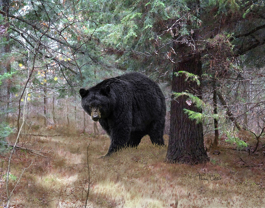Black Bear Encounter by Thomas Colstad Black Bear Encounter by Thomas Colstad