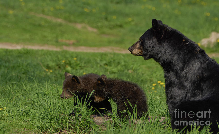 Black Bear Family Photograph by Brian Kamprath