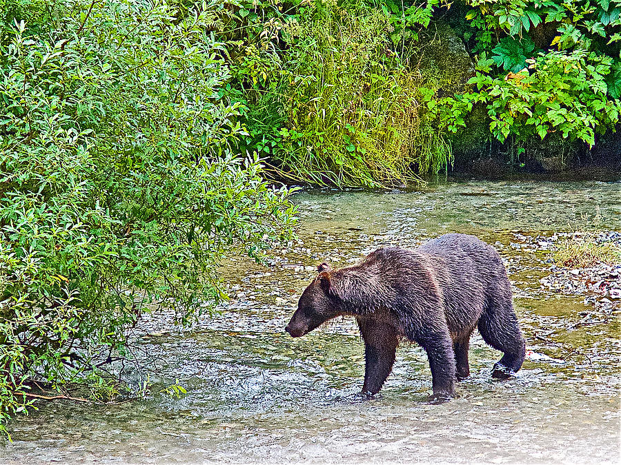 Black Bear Fishing in Fish Creek in Tongass National Forest by Hyder ...