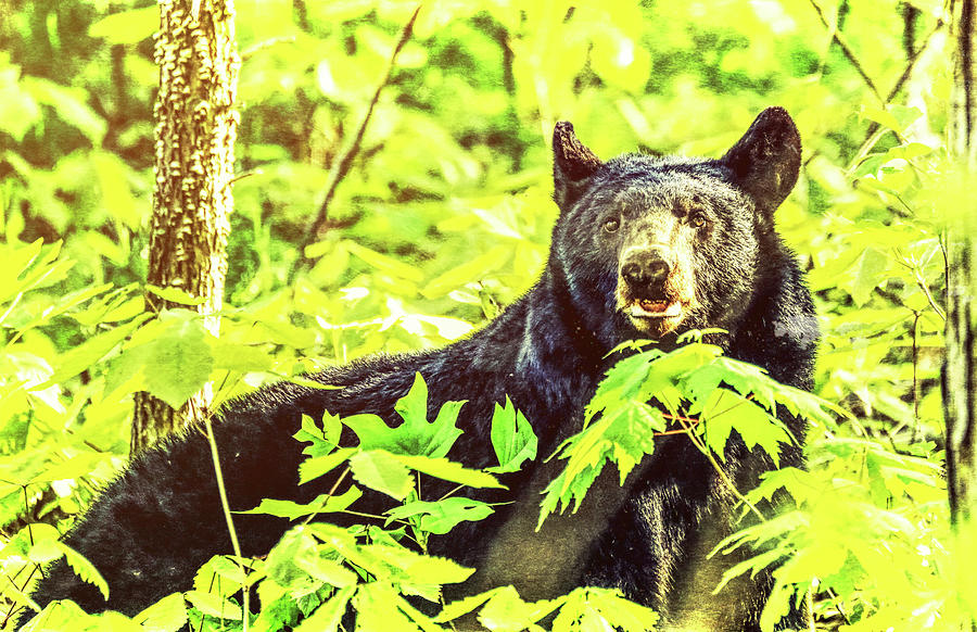 Black Bear Grunge by Dan Sproul Black Bear Grunge by Dan Sproul