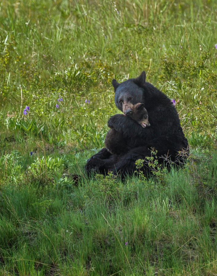 Black Bear Hugging Cub Photograph by Galloimages Online