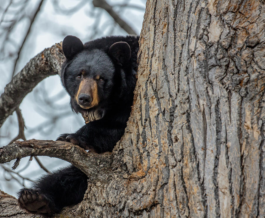 Black Bear In A Cottonwood Tree Photograph