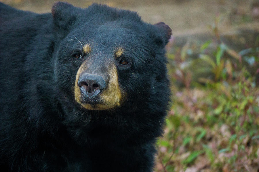 Black Bear in Deep Thought Photograph by Linda Howes - Fine Art America