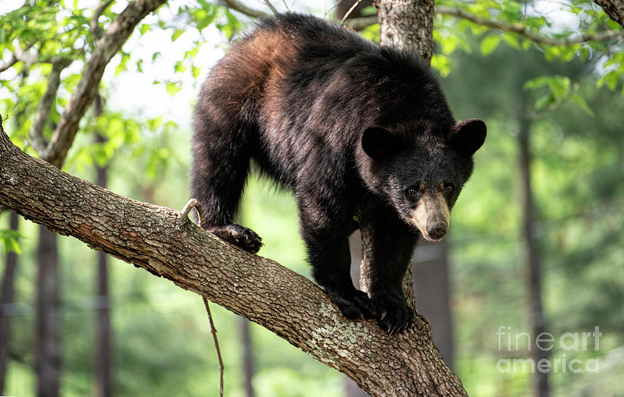 Black Bear in Dogwood Tree Photograph by David Oppenheimer