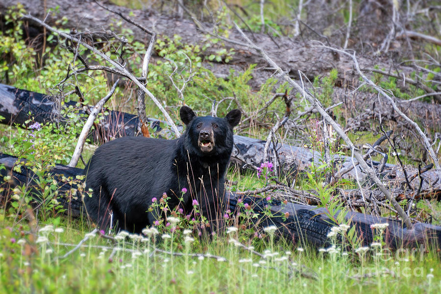 Wildlife Photograph - Black bear in Jasper National park by Delphimages Photo Creations