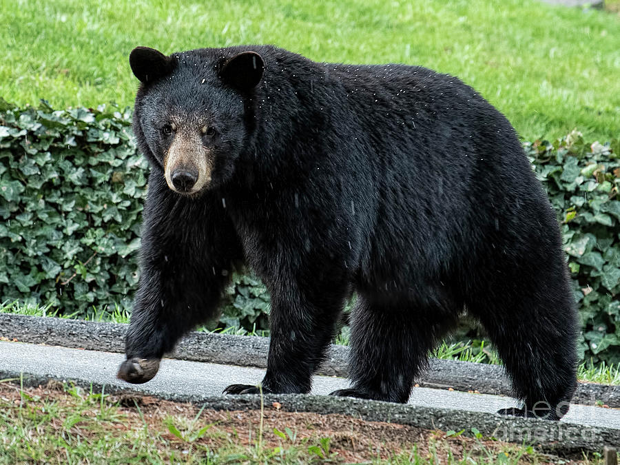 Black Bear in North Asheville Photograph by David Oppenheimer