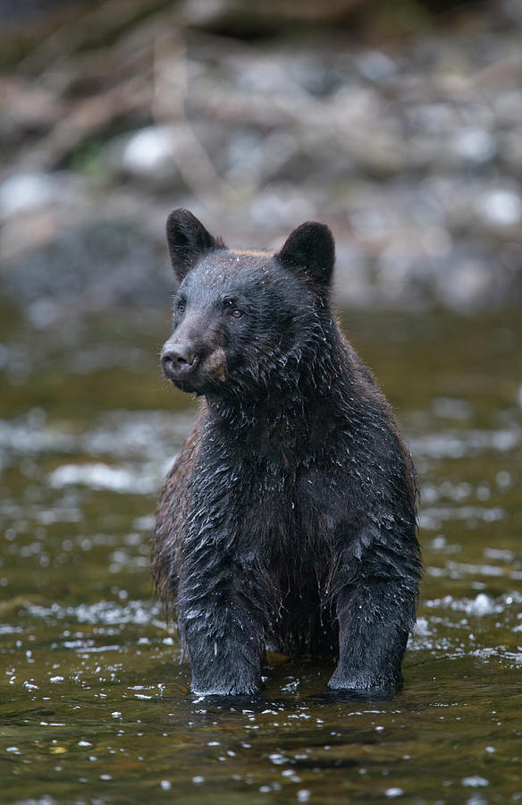 Black Bear In Salmon Stream, Alaska Photograph by Paul Souders