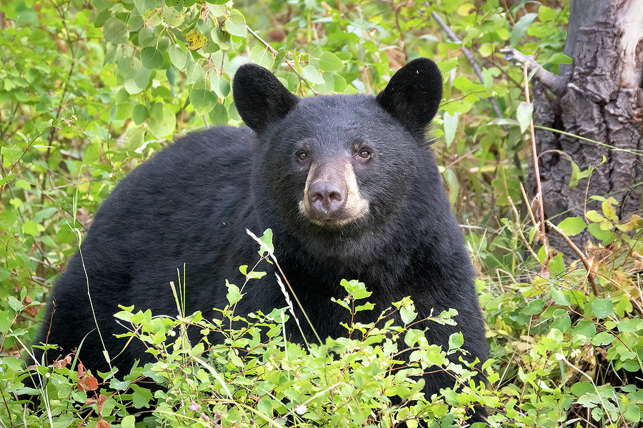 Black Bear In the Forest Photograph by Jack Bell