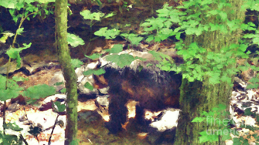 Black Bear In Woods Digital Art by Phil Perkins