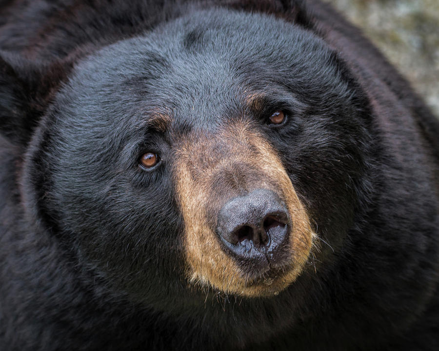 Black Bear Photograph by Michael Little - Fine Art America