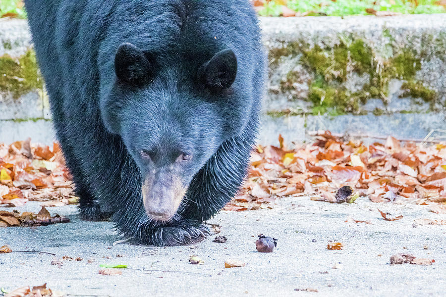 Black Bear Photograph by Michelle Pennell