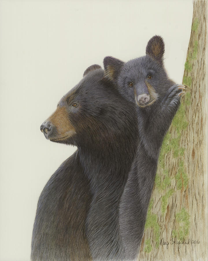 Black Bear Mother And Cub Drawing By Margaret Skogland