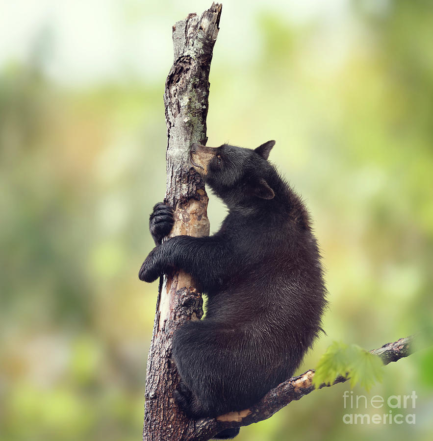 Black bear on a tree Photograph by Svetlana Foote - Fine Art America