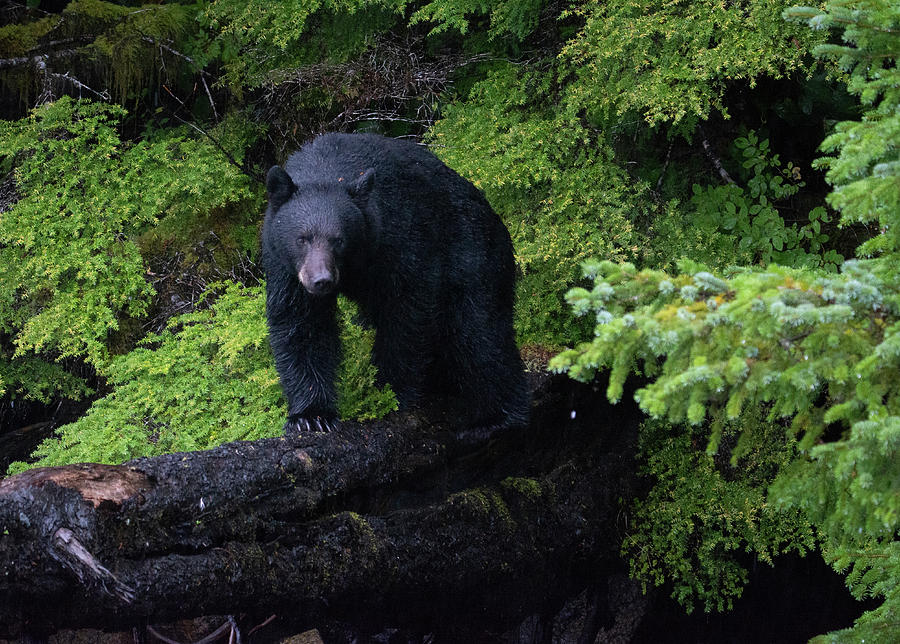 Black Bear on log Photograph by Patrick Nowotny