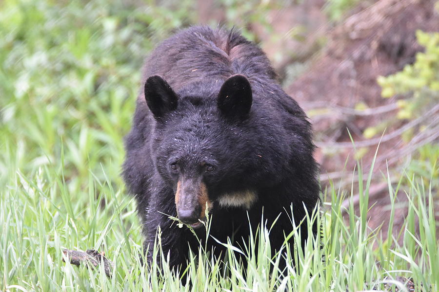 Black Bear On The Hunt Photograph by Margarethe Binkley