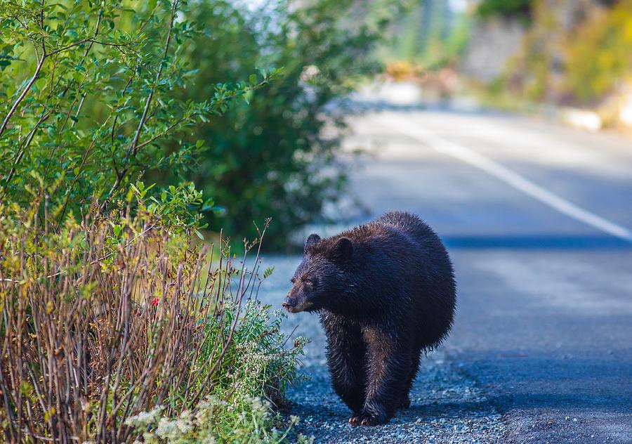Black Bear out for a stroll Photograph by Lynn Hopwood