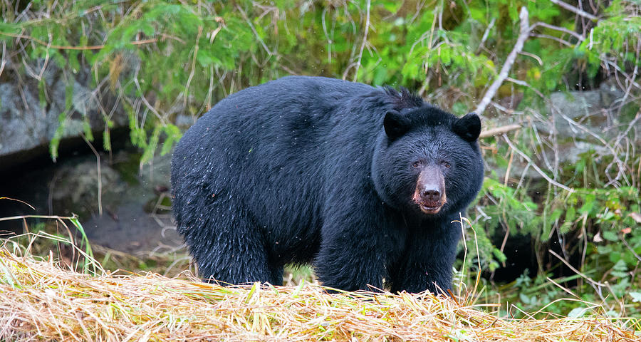 Black Bear Photograph by Patrick Nowotny