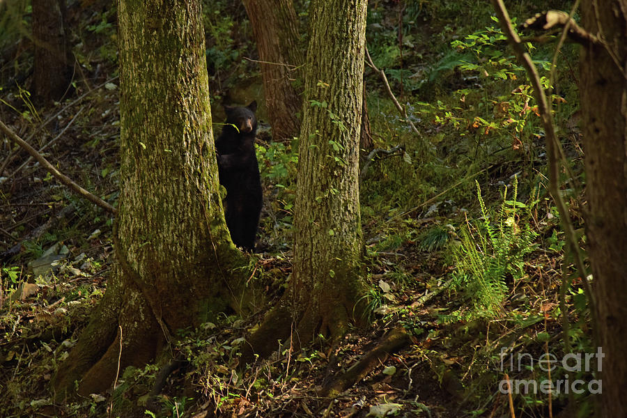 Black Bear Pecking Photograph by Susan Cliett