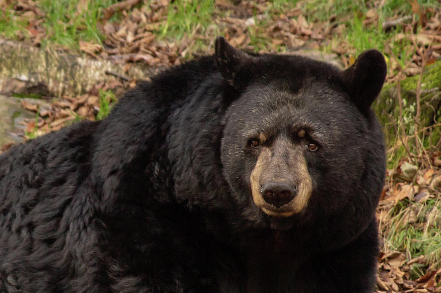 Black Bear Portrait Photograph by Deborah Jackson - Fine Art America