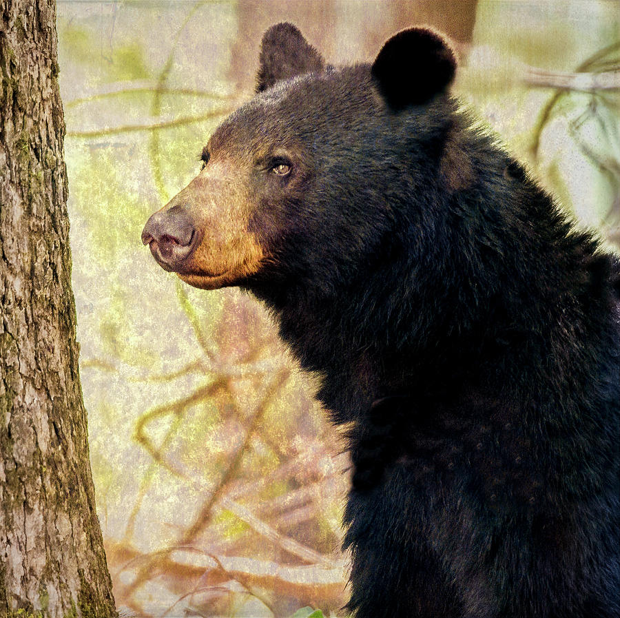 Black Bear Portrait Photograph by Marcy Wielfaert