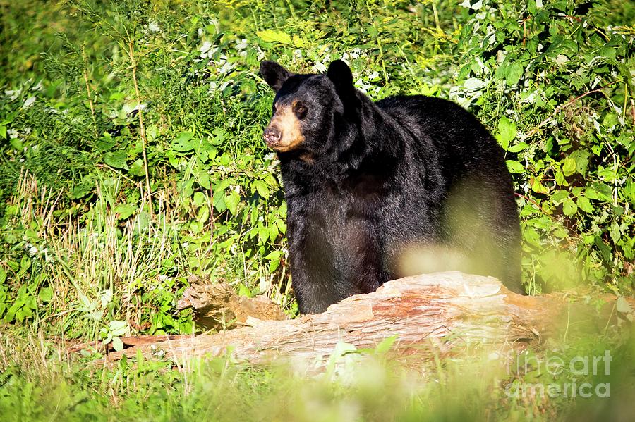 Wildlife Photograph - Black Bear Preparing For Hibernation by Paul Williams/science Photo Library