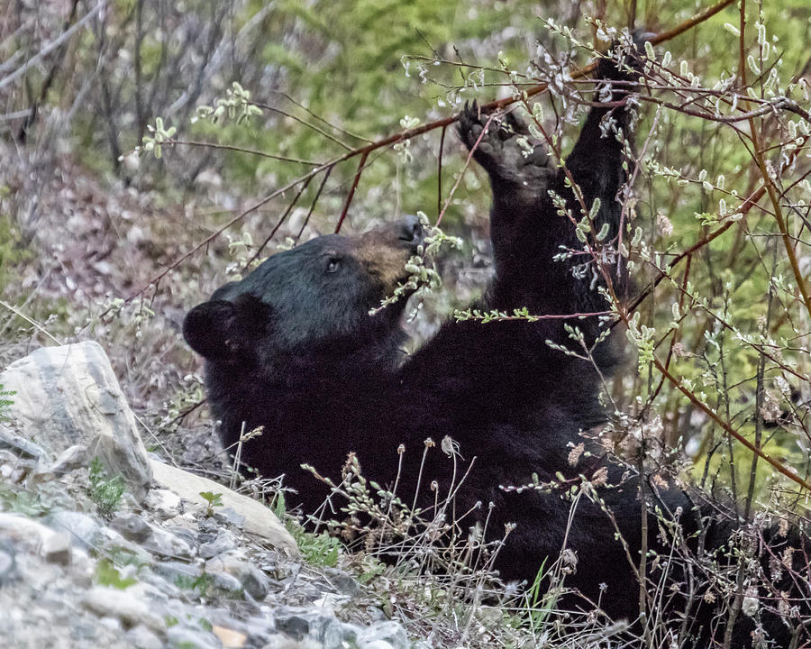 Black Bear Relaxing While Eating Flora by Belinda Greb Black Bear Relaxing While Eating Flora by Belinda Greb