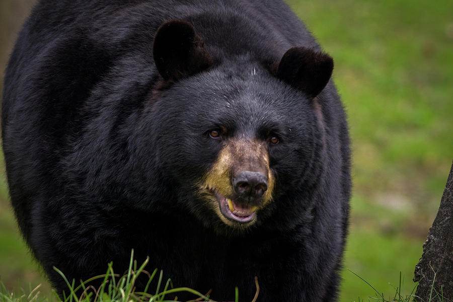 Black Bear Photograph by Robert J Wagner