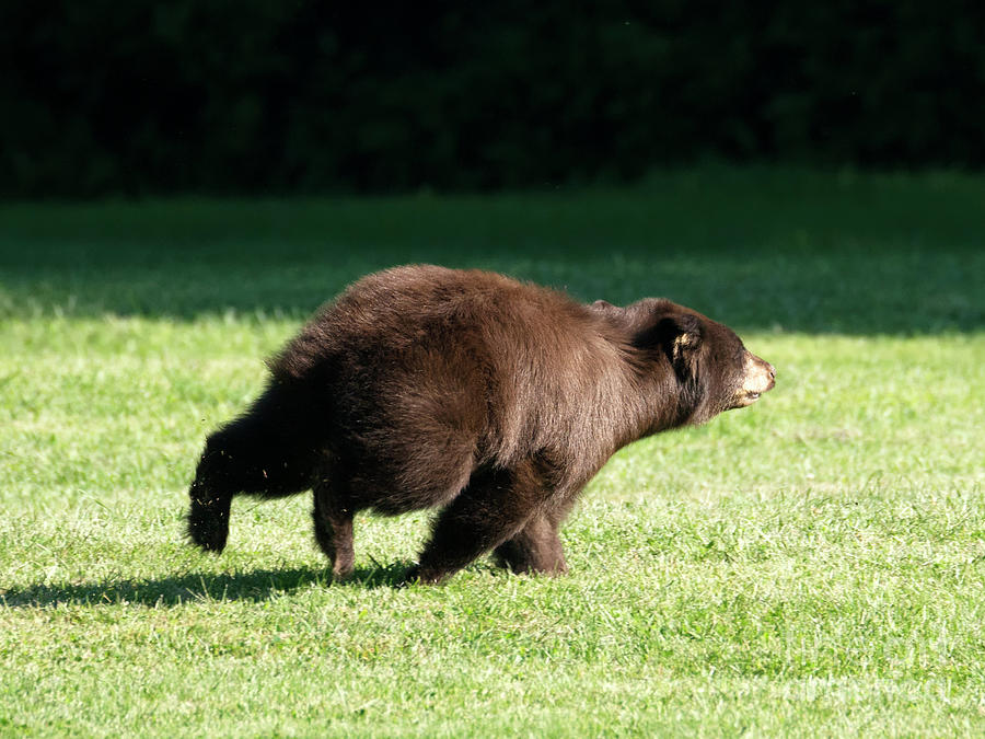 Black Bear Run Photograph by Michael Dawson