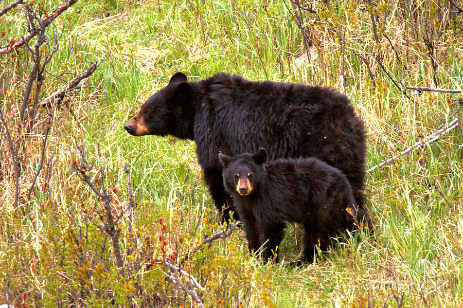 Black Bear Sow With Junior Photograph by Adam Jewell