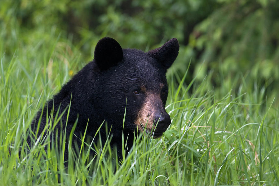 Black Bear, Spring Rain Photograph by Ken Archer - Pixels